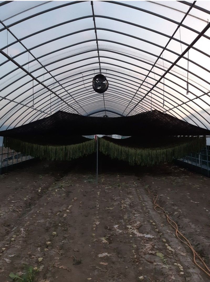 한광석님의 장터 판매 상품 [강원도 양구 시래기1kg(박스)] 첨부 사진