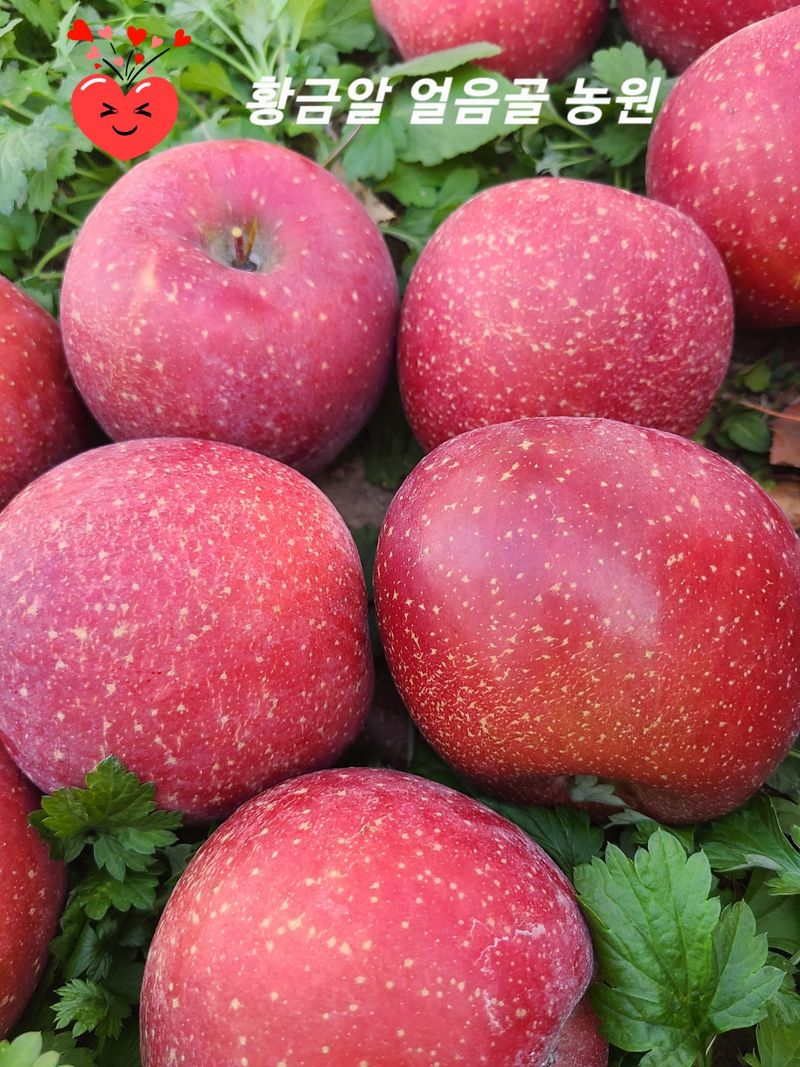 장터 상품 [밀양 얼음골 꿀사과 10kg] 썸네일