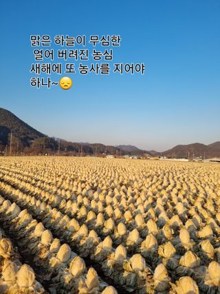 권영구님의 배추 · 시세•판로 작성글 사진