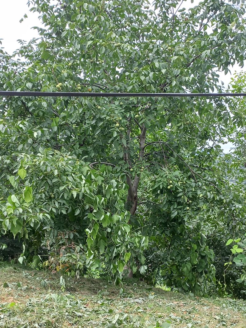 장터 상품 [호두 5kg <판매 완료> ] 썸네일