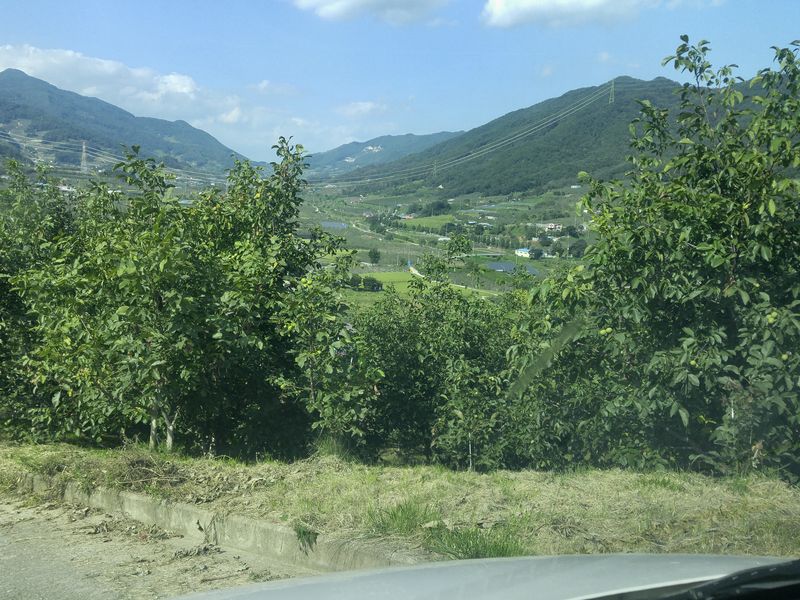 김노형님의 장터 판매 상품 [호두 5kg <판매 완료> ] 첨부 사진