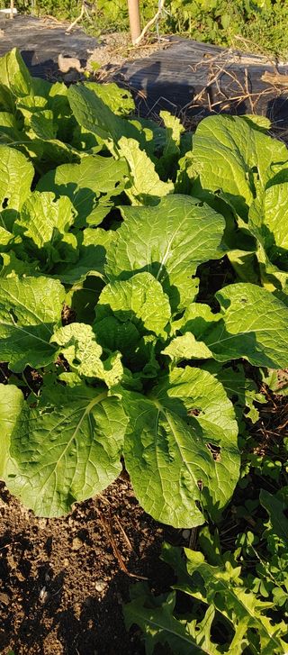 하늘땅농부님의 배추 · 병해충상담 작성글 사진