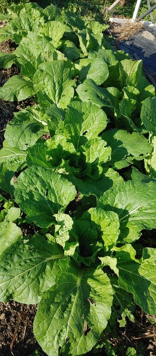 하늘땅농부님의 배추 · 병해충상담 작성글 사진