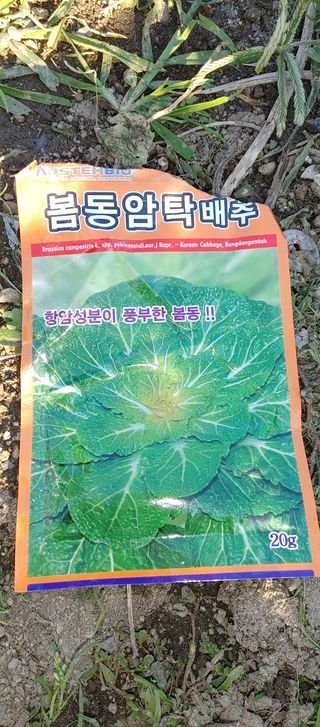 하늘땅농부님의 배추 · 병해충상담 작성글 사진