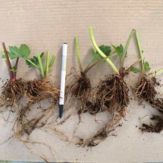 이기자농장님의 작성글 사진