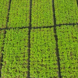 이기자농장님의 기타작물 · 자유게시판 작성글 사진