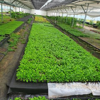 이기자농장님의 기타작물 · 자유게시판 작성글 사진