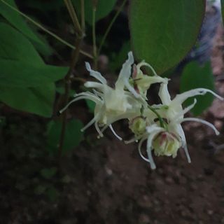 이기자농장님의 기타작물 · 자유게시판 작성글 사진