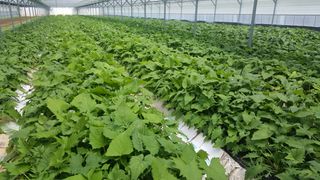 이기자농장님의 기타작물 · 자유게시판 작성글 사진