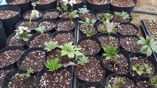 이기자농장님의 기타작물 · 자유게시판 작성글 사진