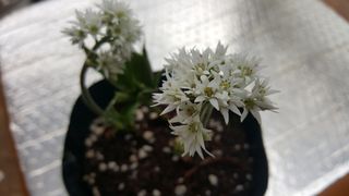 이기자농장님의 기타작물 · 자유게시판 작성글 사진