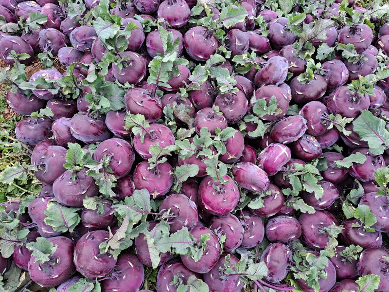 미쁨농원 님의 장터 판매 상품 [설연휴 택배 마감 14일까지 콜라비 10kg] 첨부 사진