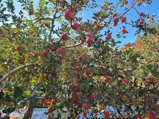 황금알얼음골농원님의 사과 · 수확 작성글 사진