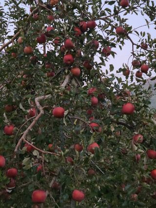 황금알얼음골농원님의 사과 · 수확 작성글 사진