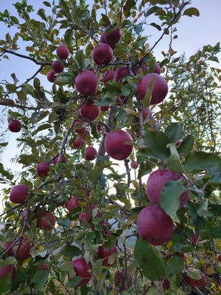 황금알얼음골농원님의 사과 · 수확 작성글 사진