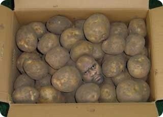 알 수 없음님의 감자 · 자유게시판 작성글 사진