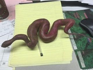 알 수 없음님의 고구마 · 자유게시판 작성글 사진