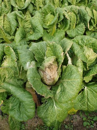 마음가는데로님의 배추 · 병해충상담 작성글 사진