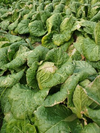 마음가는데로님의 배추 · 병해충상담 작성글 사진