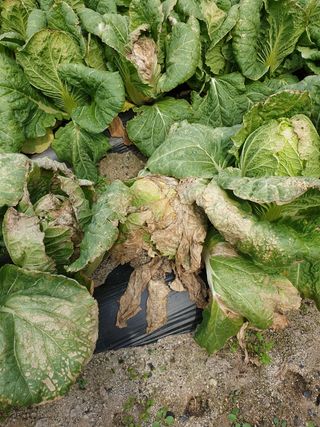 마음가는데로님의 배추 · 병해충상담 작성글 사진