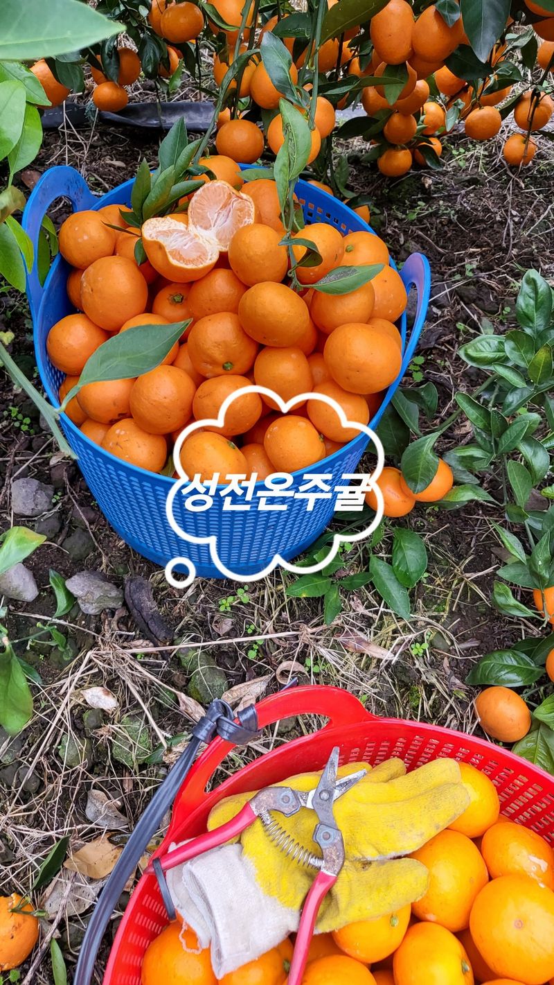 한라봉님의 장터 판매 상품 [노지 황금향 전국택배 합니다] 첨부 사진