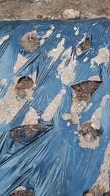 팜모닝 마늘·병해충상담 게시글 이미지