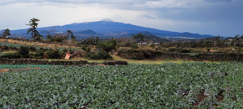 미쁨농원 님의 장터 판매 상품 [설연휴 택배 마감16일 할인해드립니다 콜라비 10kg] 첨부 사진