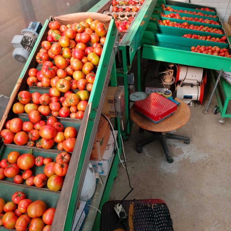 옥 란 (경남거제)님의 장터 판매 상품 [완숙토마토 ] 첨부 사진