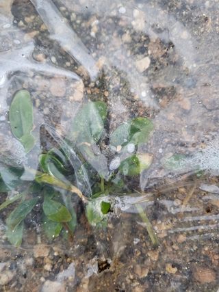 짱순이연속8월출석왕님의 시금치 · 일상 작성글 사진