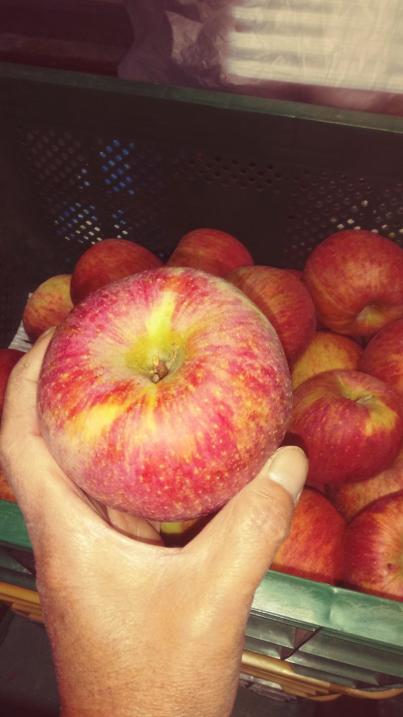 이윤동님의 장터 판매 상품 [새콤달콤 아삭 찐한맛 부사 (미얀마)설선물용 5k 가정용 10k] 첨부 사진