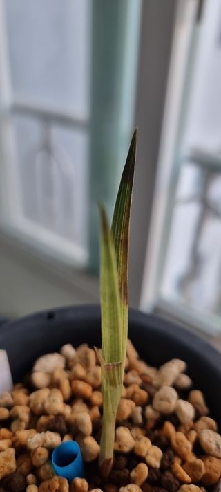 정광님의 기타작물 · 병해충상담 작성글 사진