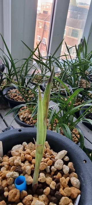 정광님의 기타작물 · 병해충상담 작성글 사진