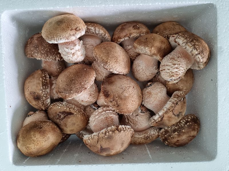 장터 상품 [솔향기송화버섯  (일반형 1kg) - 무료배송 ] 썸네일