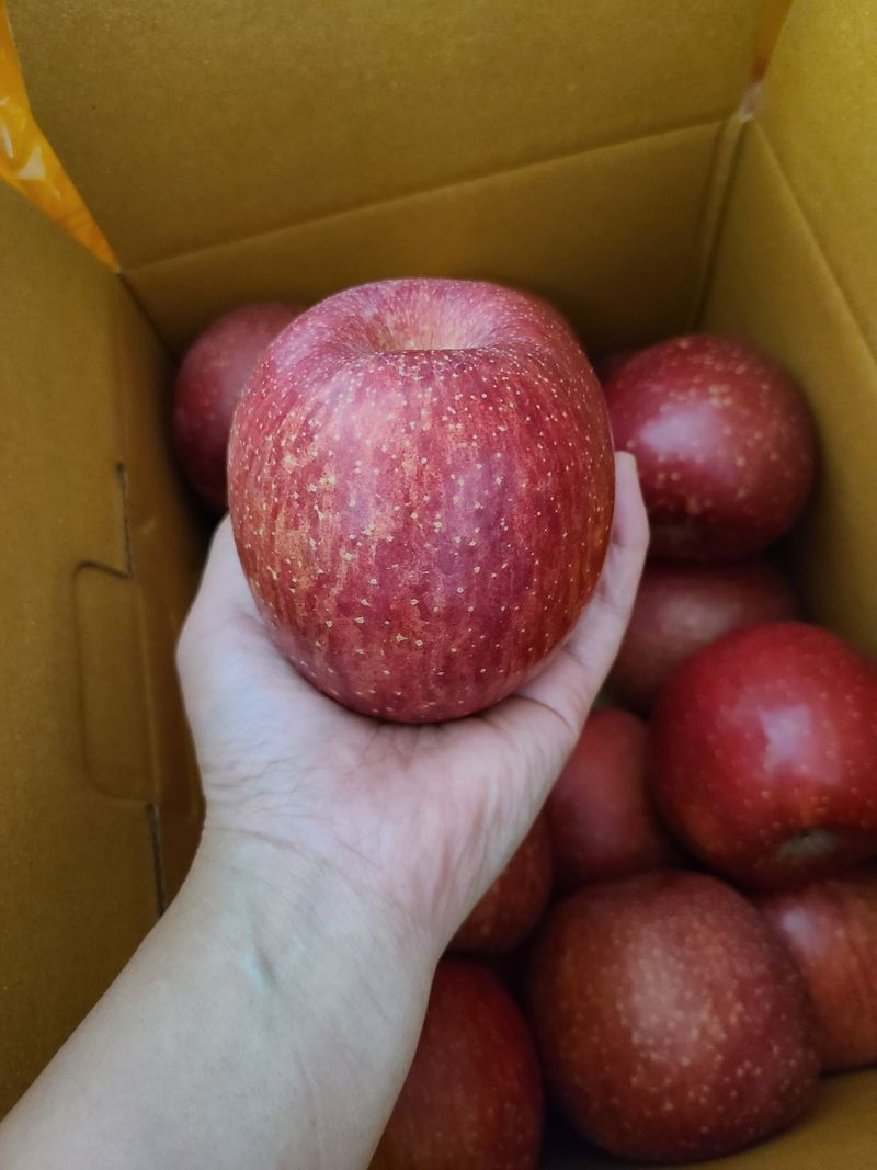 장터 상품 [밀양얼음골사과 10Kg] 썸네일