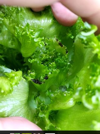 홍기진님의 상추 · 자유게시판 작성글 사진