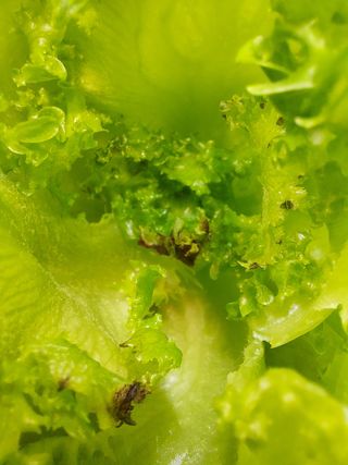 홍기진님의 상추 · 자유게시판 작성글 사진