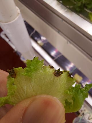 홍기진님의 상추 · 자유게시판 작성글 사진