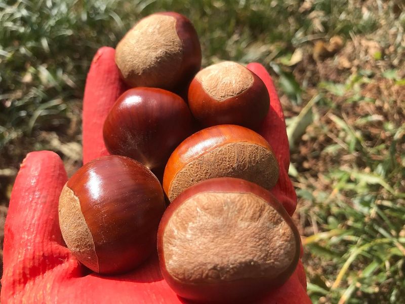 신연희님의 장터 판매 상품 [[판매완료] 토종알밤 4Kg] 첨부 사진