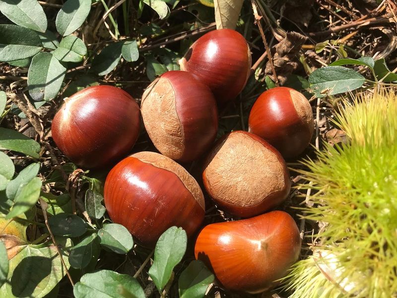 신연희님의 장터 판매 상품 [[판매완료] 토종알밤 4Kg] 첨부 사진