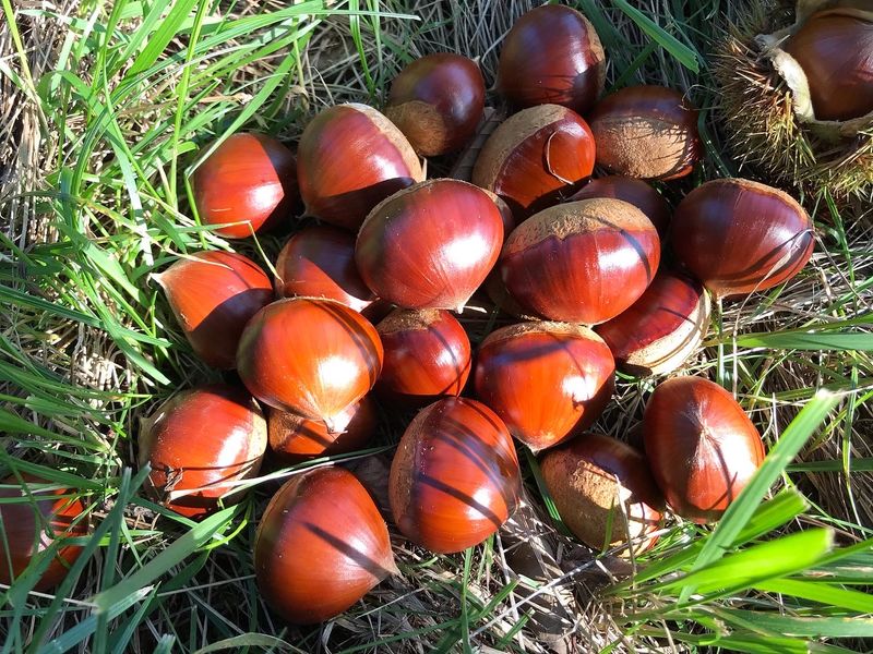 신연희님의 장터 판매 상품 [[판매완료] 토종알밤 4Kg] 첨부 사진