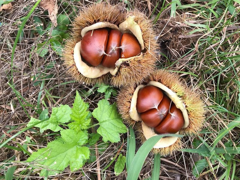 신연희님의 장터 판매 상품 [[판매완료] 토종알밤 4Kg] 첨부 사진