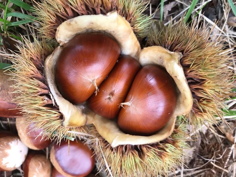 장터 상품 [[판매완료] 토종알밤 4Kg] 썸네일