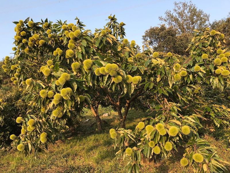 신연희님의 장터 판매 상품 [[판매완료] 토종알밤 4Kg] 첨부 사진