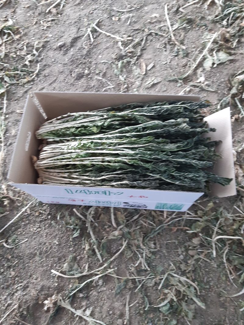 장터 상품 [강원도 양구 시래기 1kg(박스)] 썸네일