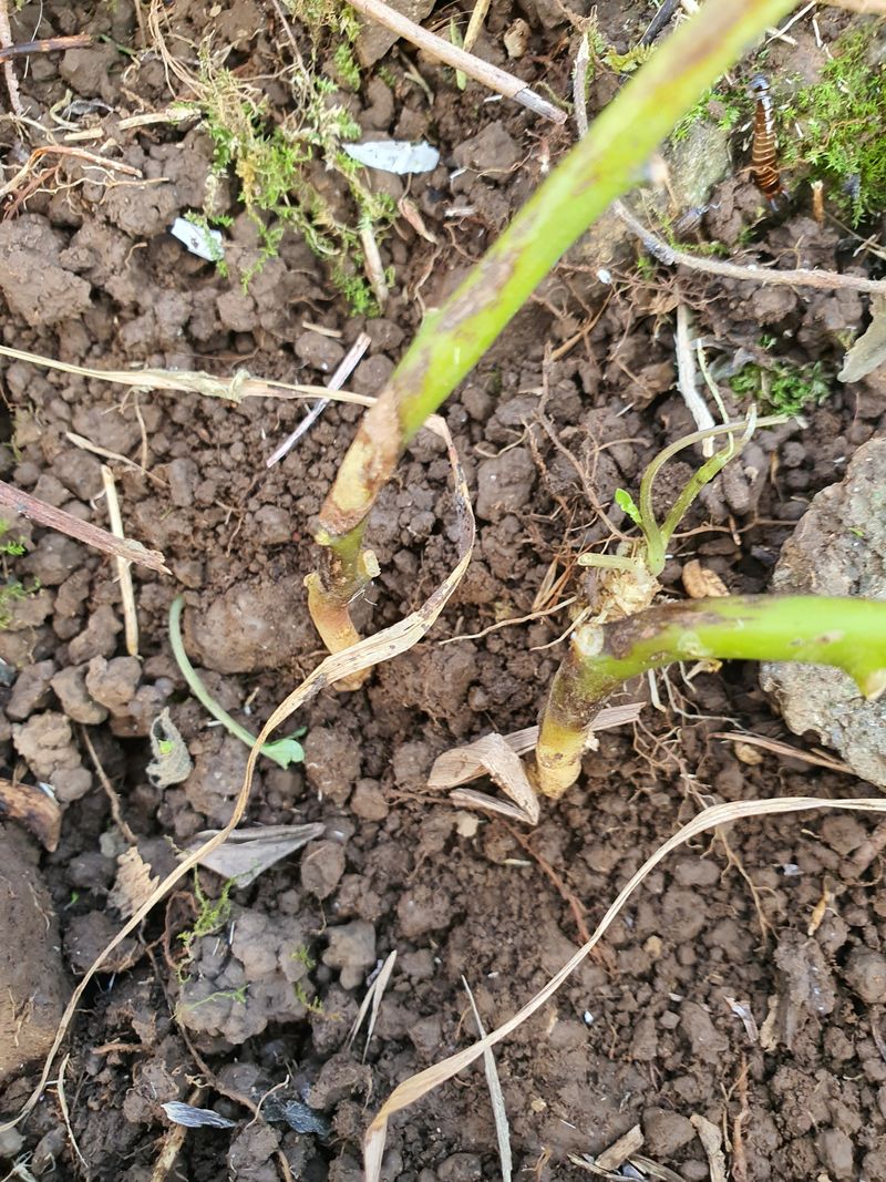 장터 상품 [제주도 더덕 1kg] 썸네일