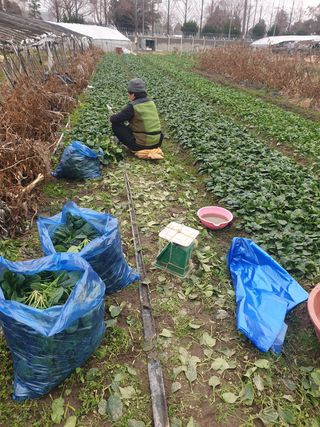 김화연님의 시금치 · 수확 작성글 사진