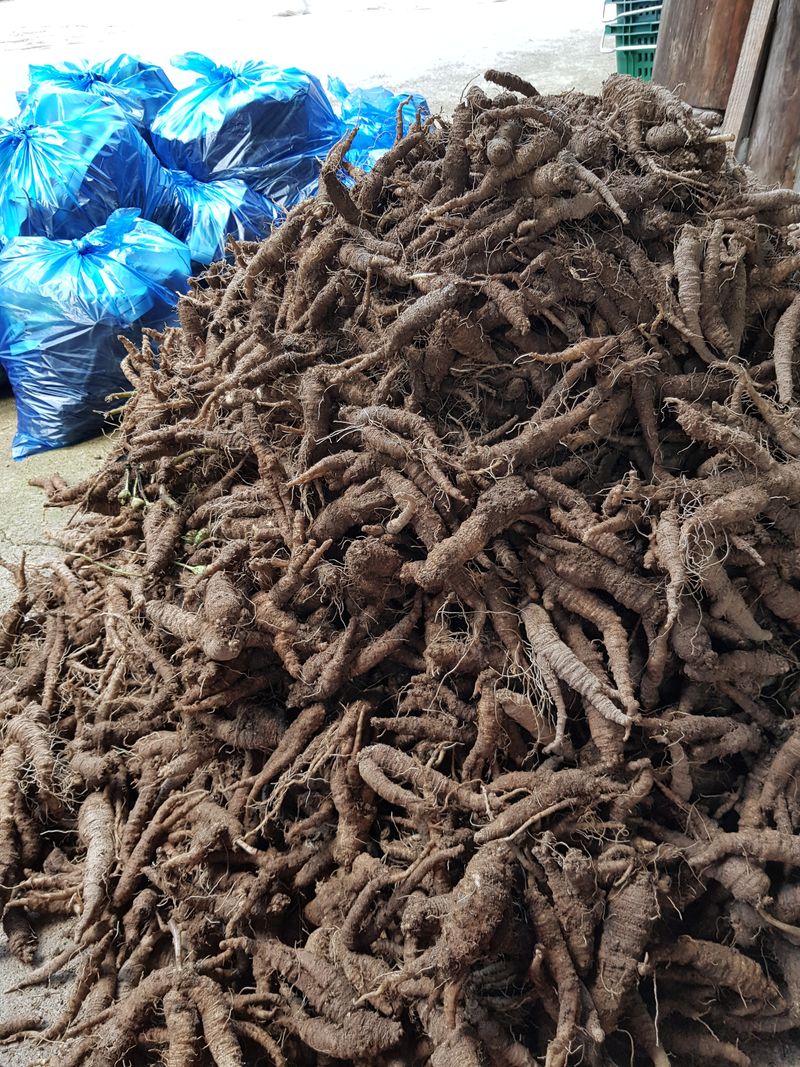 장터 상품 [더덕 ] 썸네일