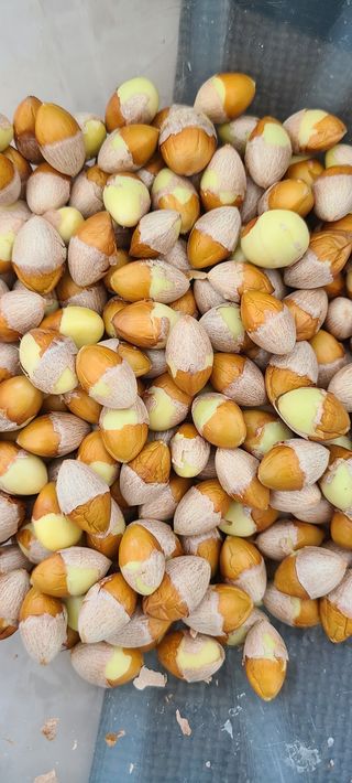 평창산들농장님의 작성글 사진