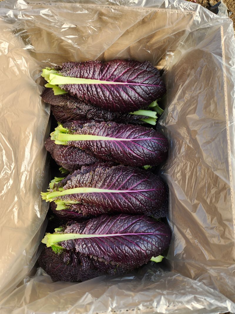 김지윤님의 장터 판매 상품 [로메인  적겨자. 케일. 적근대. 1키로 1만원. 택배2500] 첨부 사진