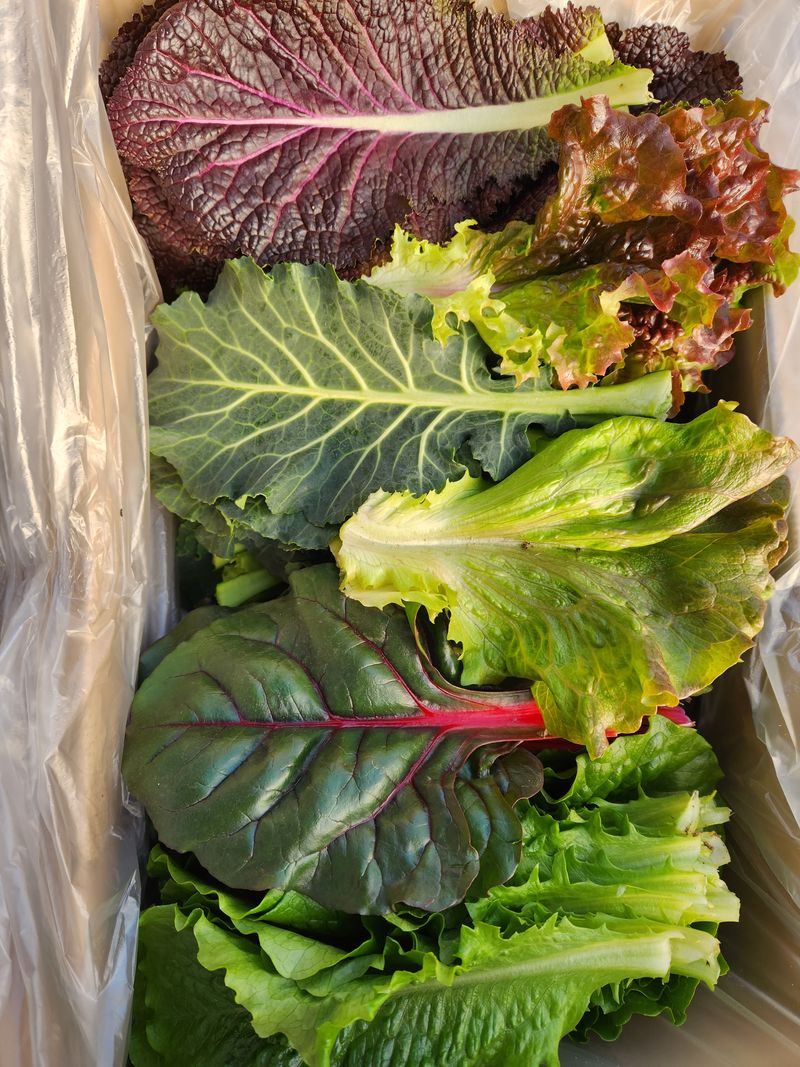 장터 상품 [로메인  적겨자. 케일. 적근대. 1키로 1만원. 택배2500] 썸네일